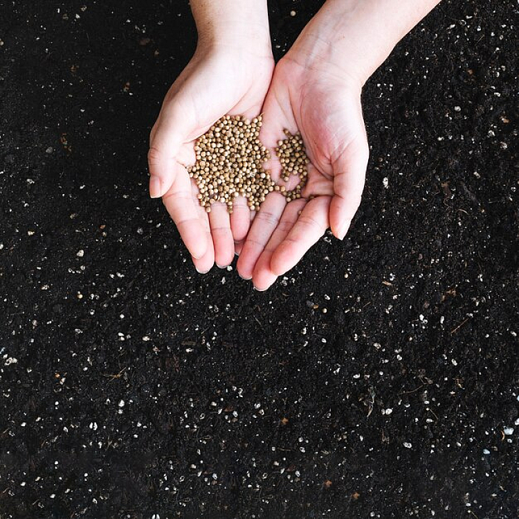 The phosphorus in DAP fertilizer enhances root growth, ensuring plants have a strong foundation to absorb water and nutrients effectively.