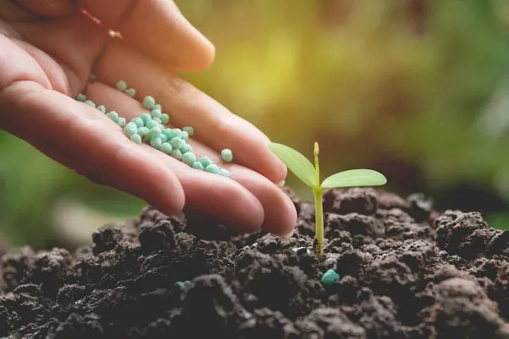 Biofertilizers are natural fertilizers that contain beneficial microorganisms